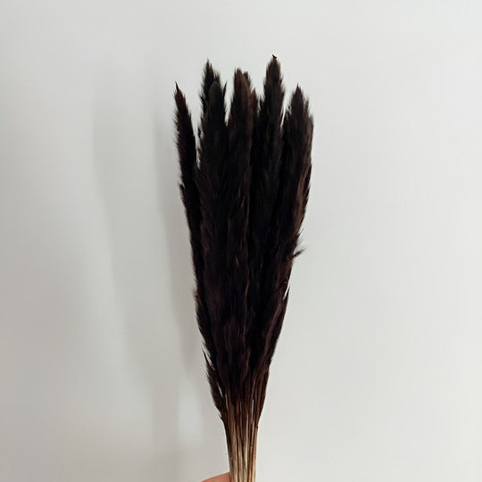 Mini Pampas Grass Stems - 10 Stems