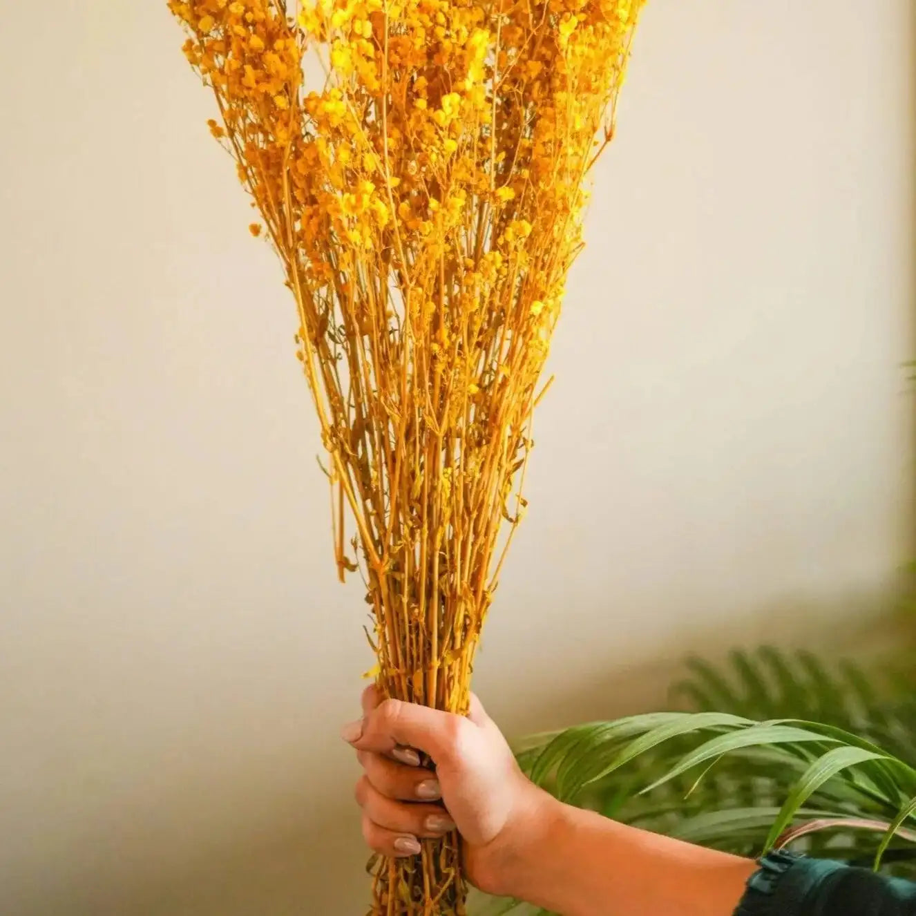 Naturally Dried Baby's Breath Flowers - Home Decor