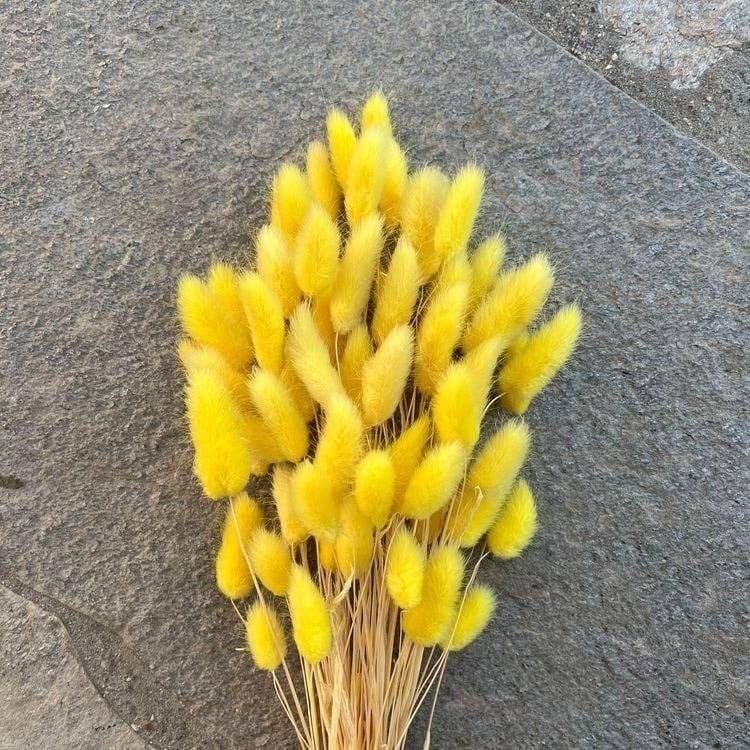 Dried Bunny Tail Bunch - Colorful Decor