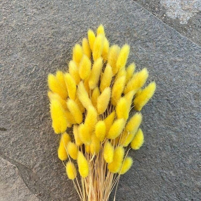 Dried Bunny Tail Bunch - Colorful Decor