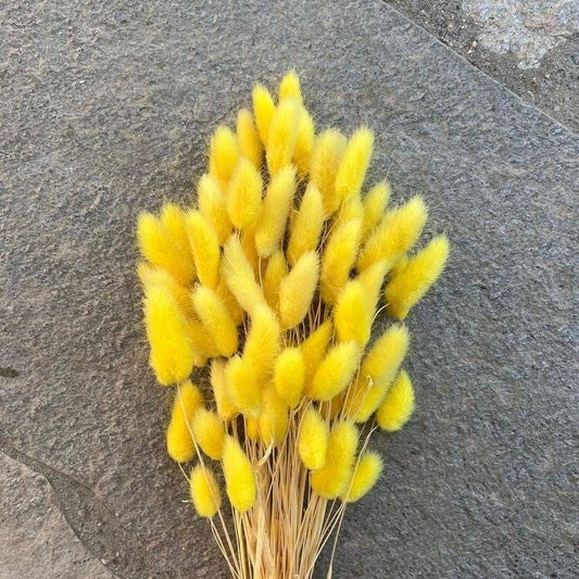 Dried Bunny Tail Bunch - Colorful Decor