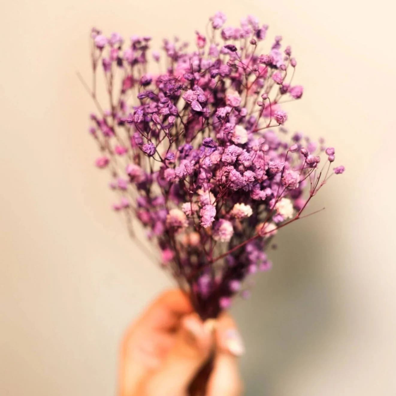 Dried Baby's Breath Flowers Bunch