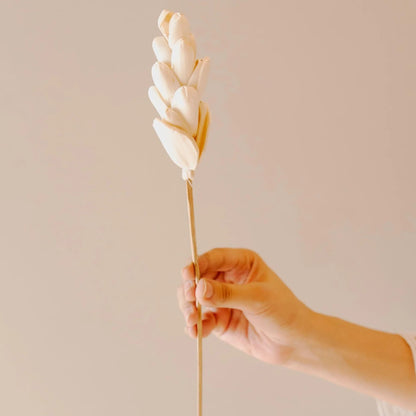 Natural Akondo Dried Flower Sticks