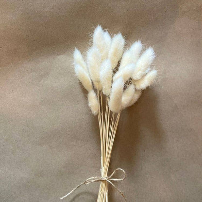 Natural Bunny Tail Dried Flowers for Home Decor
