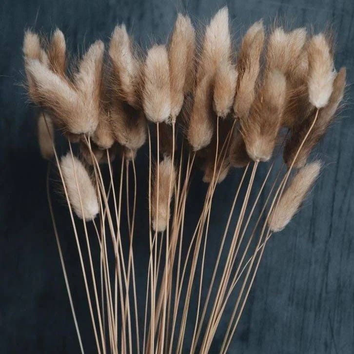Brown Dried Bunny Tail Flowers - Vase Filler Decor