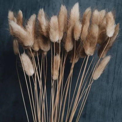 Brown Dried Bunny Tail Flowers - Vase Filler Decor