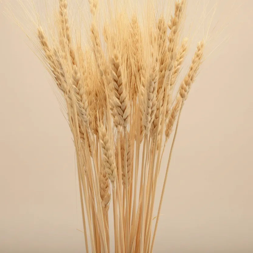 Dried Wheatgrass Flowers - Natural Decor