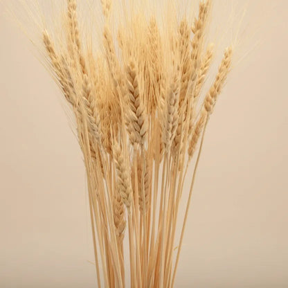 Dried Wheatgrass Flowers - Natural Decor