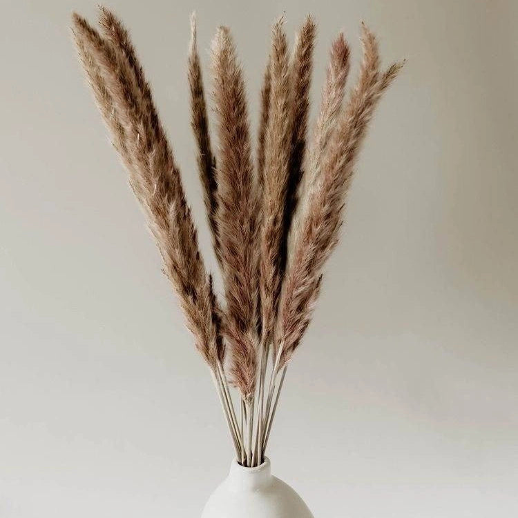 Mini Pampas Grass Stems - 10 Stems