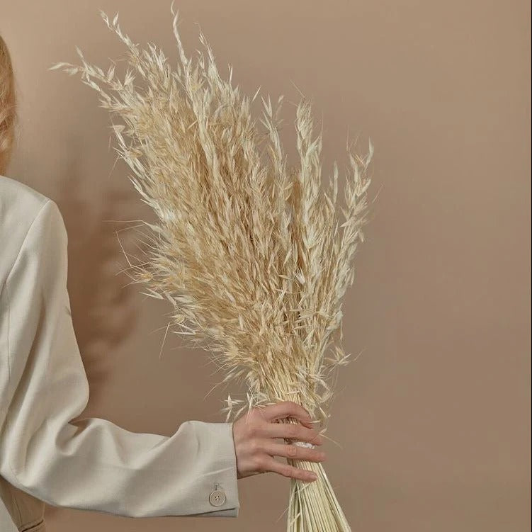 Natural Dried Oats Grass Stems for Home Decor