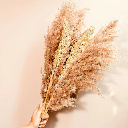 Natural Dried Pampas Corn Bunch for Home Decor