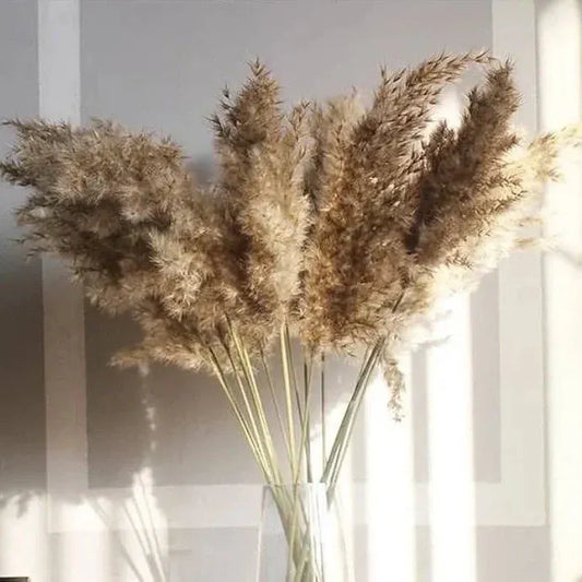 Brown XL Pampas Grass Stems - Modern Home Decor