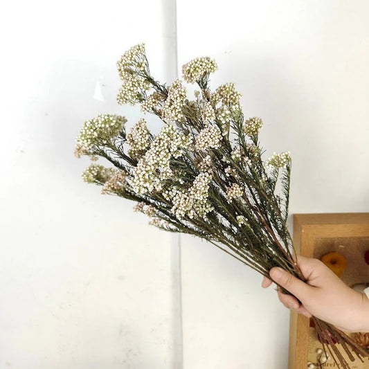 White Rice Flower Dried Bunch - Natural Decor