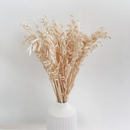 Natural Dried Oats Grass Stems for Home Decor