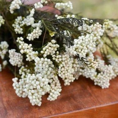 White Rice Flower Dried Bunch - Natural Decor