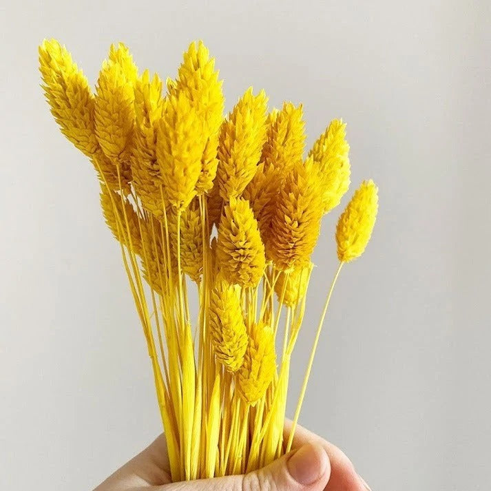 Yellow Phalaris Dried Flower Stems