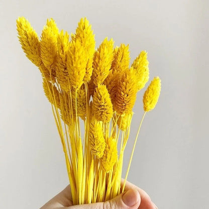 Yellow Phalaris Dried Flower Stems