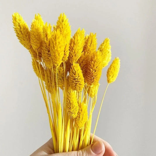 Yellow Phalaris Dried Flower Stems