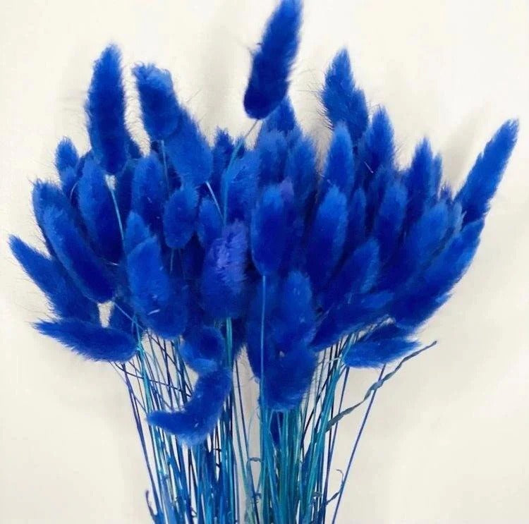Dried Bunny Tail Bunch - Colorful Decor