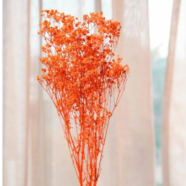 Dried Baby's Breath Flowers Bunch