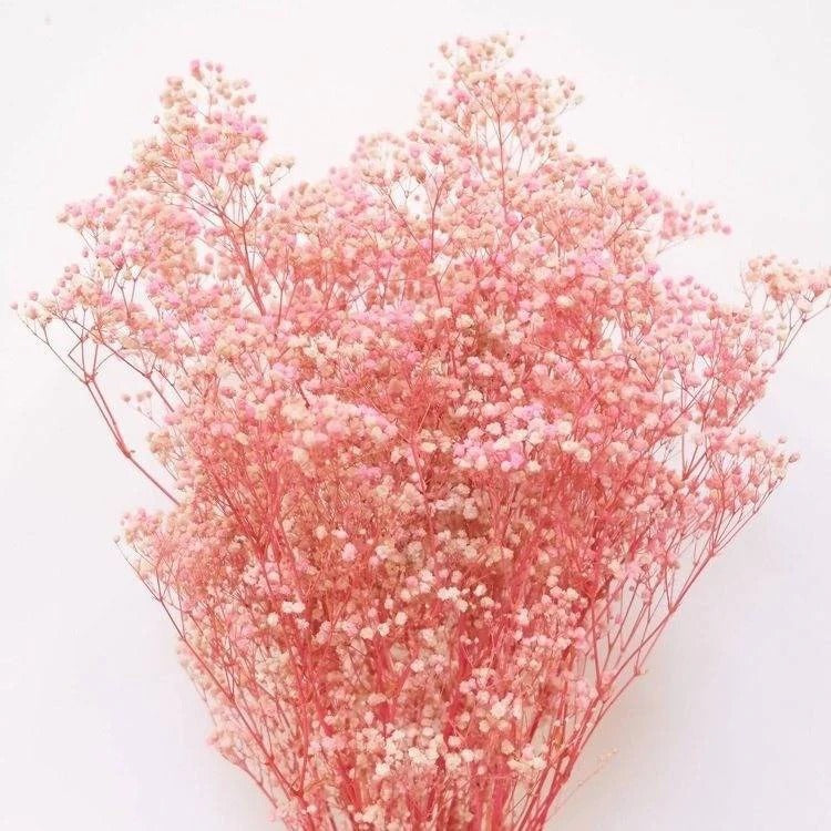 Pastel Pink Baby Breath Dried Flower Stems Decor