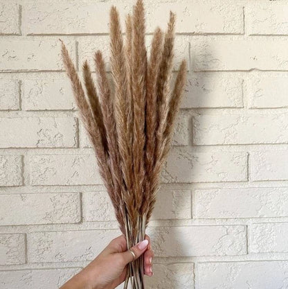 Mini Pampas Grass Stems - 10 Stems