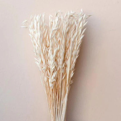 Natural Dried Oats Grass Stems for Home Decor