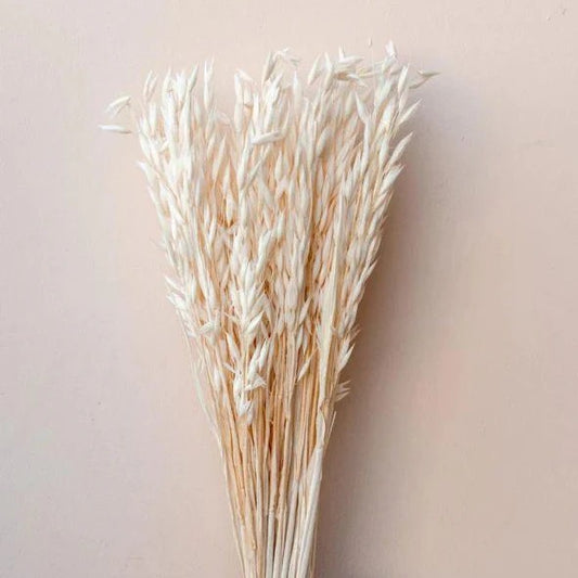 Natural Dried Oats Grass Stems for Home Decor