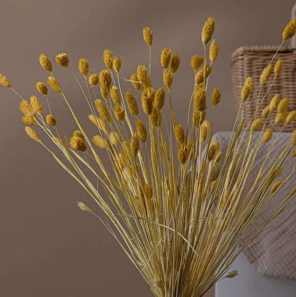 Yellow Phalaris Dried Flower Stems