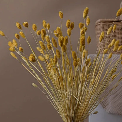 Yellow Phalaris Dried Flower Stems