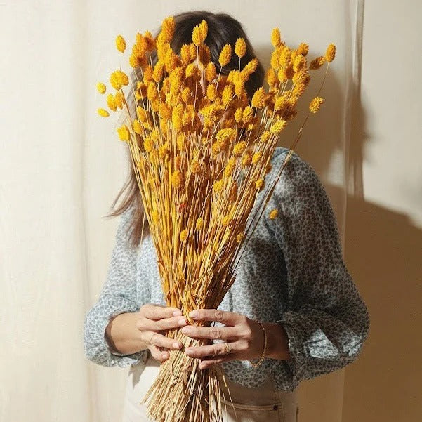 Yellow Phalaris Dried Flower Stems