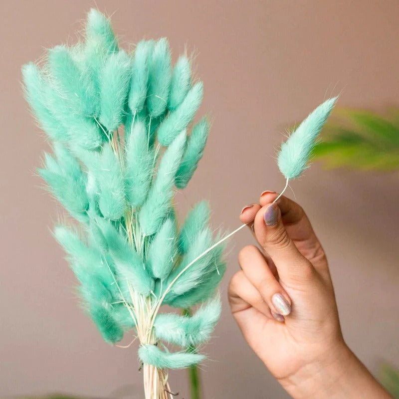 Dried Bunny Tail Bunch - Colorful Decor