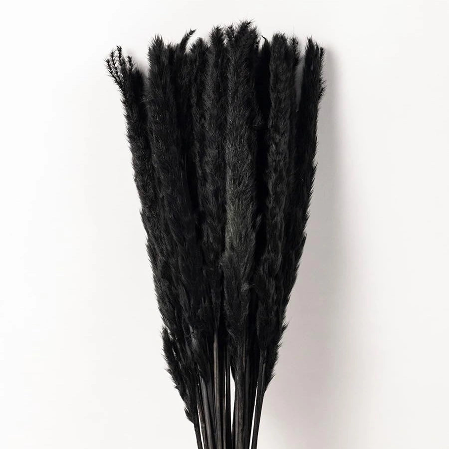 Mini Pampas Grass Stems - 10 Stems