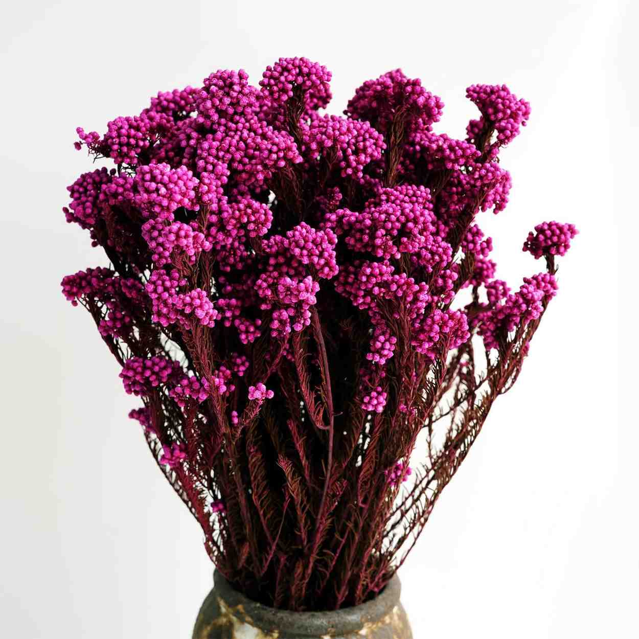 Dried Rice Flower Natural Floral Decor Bunch