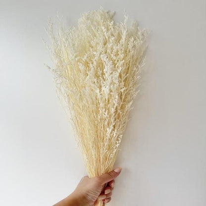 White Lace Dried Limonium Flower Decor Bunch