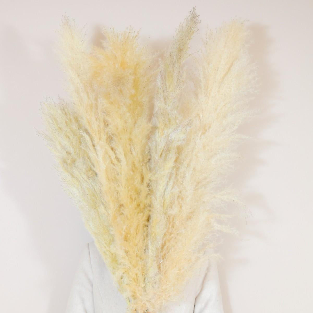 Fluffy Pampas Grass Set of 5 Large Decor Stems