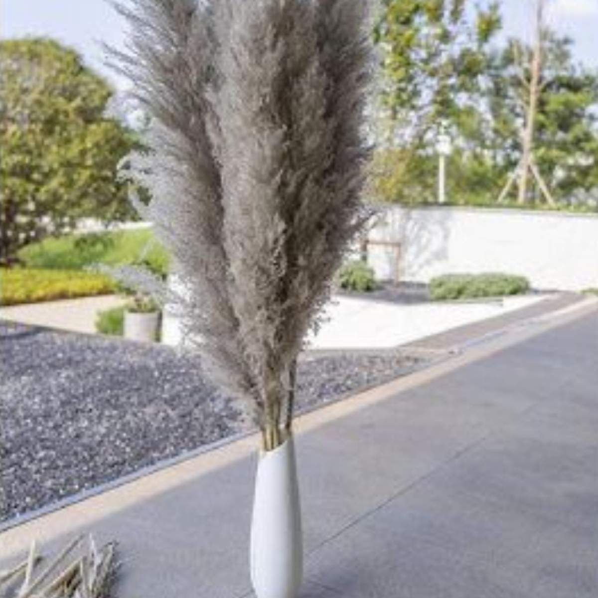 Fluffy Pampas Grass Set of 5 Large Decor Stems