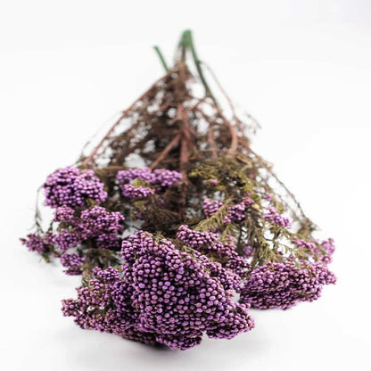 Dried Rice Flower Natural Floral Decor Bunch