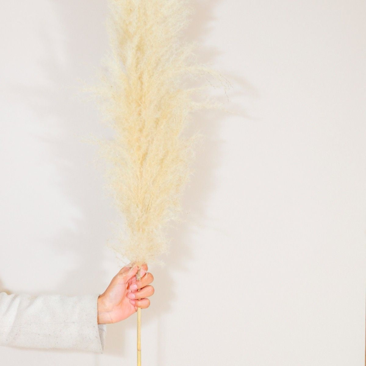 Fluffy Pampas Grass Set of 5 Large Decor Stems
