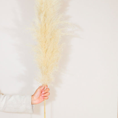 Fluffy Pampas Grass Set of 5 Large Decor Stems